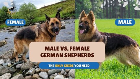 female german shepherd porn|Man fuck female german shepard Gaybeast.com .